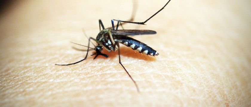 dengue